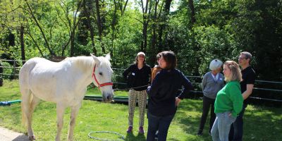 formation professionnelle lyon Créativité & Innovation Libérer son potentiel par l’équicoaching