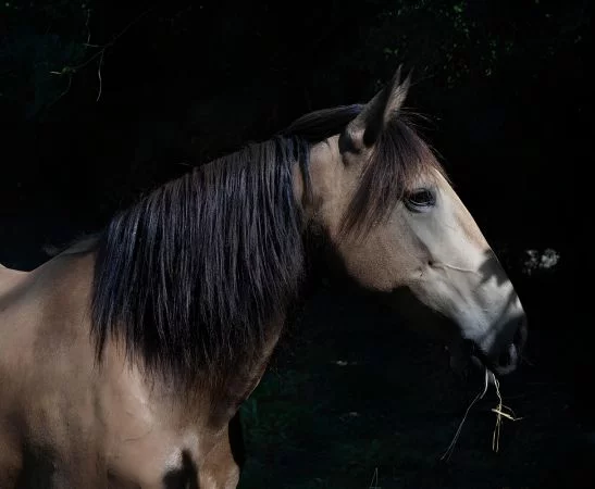 cheval
